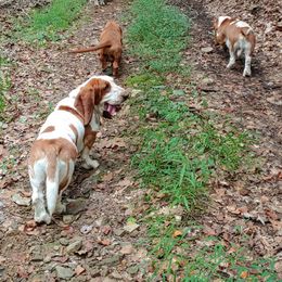 Basset Hound Puppies from Orange Mountain Basset Hounds