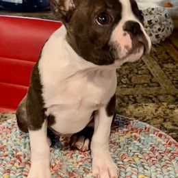 Boston Terrier Puppies from Wagtime Boston Terriers