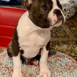 Boston Terrier Puppies from Wagtime Boston Terriers
