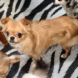 Sinna - Chihuahua