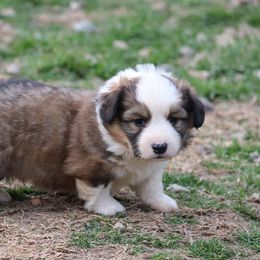 Boy 5 - Pembroke Welsh Corgi puppy in Stilwell, Oklahoma from Barton Farms Corgis