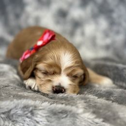 Cocker Spaniel Puppies from Bella Cavalier and Cockers