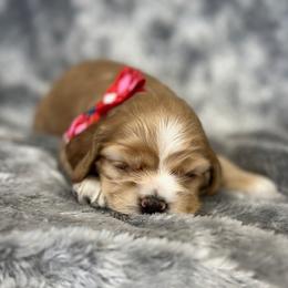 Cocker Spaniel Puppies from Bella Cavalier and Cockers
