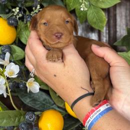 Remor - Red  male Goldendoodle puppy in Enumclaw, Washington from Owen-a-Doodle
