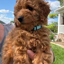 Female 1 - Red  female Poodle puppy in Bettendorf, Iowa from Red Door Poodles