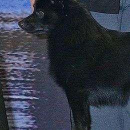 Schipperkes and Siberian Huskies from Yuki Ookami Show Kennel