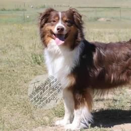 Rucker - Australian Shepherd