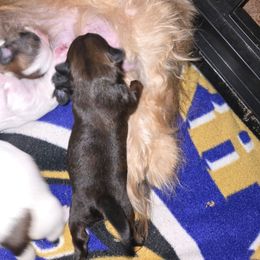 Solid male - Gold male Shih Tzu puppy in Hampstead, Maryland from Shawny's Shih Tzus