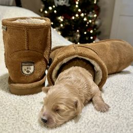 Cavachon and Cavapoochon Puppies from Forever Puppies 4U