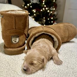 Cavachon and Cavapoochon Puppies from Forever Puppies 4U