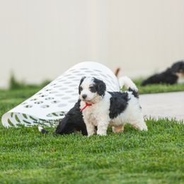 Bernedoodle and Goldendoodle Puppies from Sunnydoodle Utah