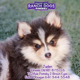 Jaden - Blue male Pomsky puppy in Humeston, Iowa from M.A.R. Dogs