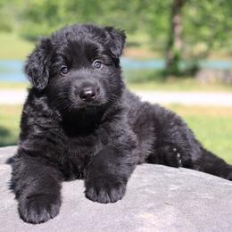 First pick boy - Black male German Shepherd puppy in Elkmont, Alabama from Oakmont Shepherds
