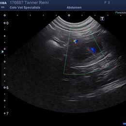 Dilute Retriever and Labrador Retriever Puppies from LC Hunting Labs, LLC.