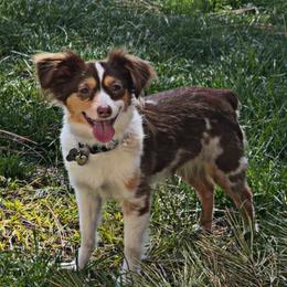Darlin - Toy Australian Shepherd