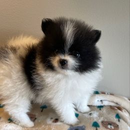 Lil Nickey AKC - Black parti male Pomeranian puppy in Parker, Colorado from Nikki’s lil Pomeranians