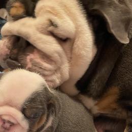 Bulldogs and French Bulldogs from Sam bulldogs