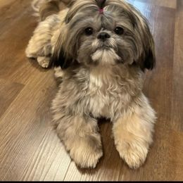 Shih Tzu Puppies from My Precious Paws - Shih Tzu
