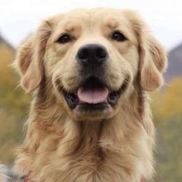 Golden Retrievers from MyGoldensLife's Goldens