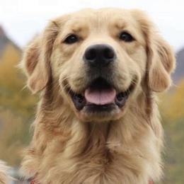 Golden Retrievers from MyGoldensLife's Goldens
