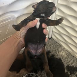 Rye - Phantom female Goldendoodle puppy in Point, Texas from Tiny Paws Goldendoodles