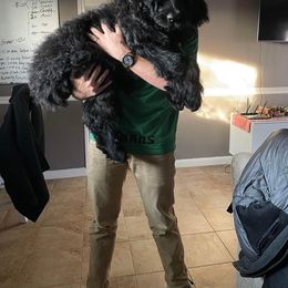 Assorted Doodle Crosses Puppies from Texas Hometown Dogs
