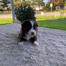 Ember - Red & white female Miniature Australian Shepherd puppy in Oroville, Washington from High Mountain Aussies
