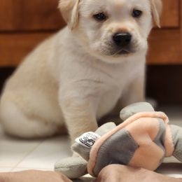 Labrador Retriever Puppies from Shooting Star Labs