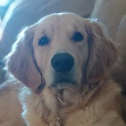 Alley - Golden Retriever