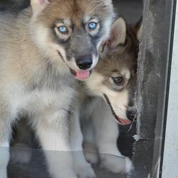 Siberian Husky Puppies from SoFlo Siberians