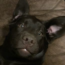 Labrador Retriever All Grown Up from McCabe Creek Labradors