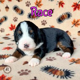 Race - Tri-color female Bernedoodle puppy in Banner Elk, North Carolina from Walnut Tree Bernedoodles