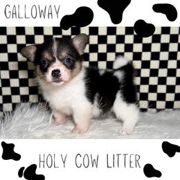 Galloway - Black and white female American Corgi puppy in Greenwood, Indiana from Witch Creek Corgis