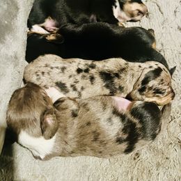 Dachshund Puppies from Hernandez Mini Deli Cutz