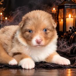 Finesse - Red merle female Australian Shepherd puppy in Fultonville, New York from Sandy Aussies, Mini Dachshunds & Pomeranians