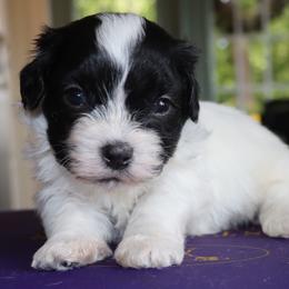Everglade - Black and white male Havanese puppy in Hamptonville, North Carolina from Alabama Havanese Kennel Tidewater Kennel