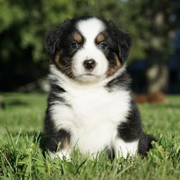 Hunter - Black tri-color male Australian Shepherd puppy in Holmesville, Ohio from Coffee Run Spring at Miller Farms