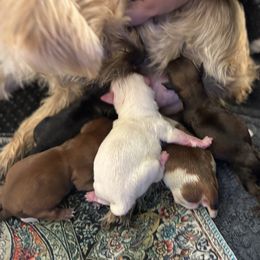 Morkie puppies from Pawsitive Paws🐾