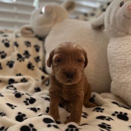 Girl 2 - Red Australian Labradoodle puppy in Lodi, California from These Charm's Doods