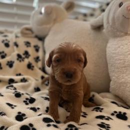 Girl 2 - Red Australian Labradoodle puppy in Lodi, California from These Charm's Doods