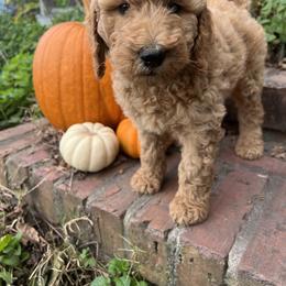Poodle Puppies from Leaning T Ranch