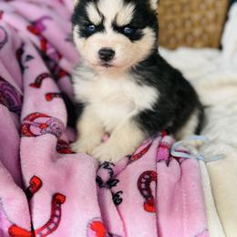 Grrberry - Black and white male Pomsky puppy in Yavapai County, Arizona from Pawsh Pomskies