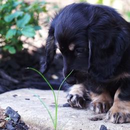 Dachshund Puppies from Liberty Acres OK