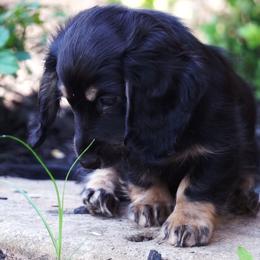 Dachshund Puppies from Liberty Acres OK