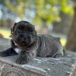 Steel - Blue and white male Shih Tzu puppy in Statesboro, Georgia from Magnolia Small Breeds