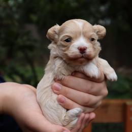 Bailey - Apricot female Maltipoo puppy in Bellevue, Washington from Sweetheart Doodles