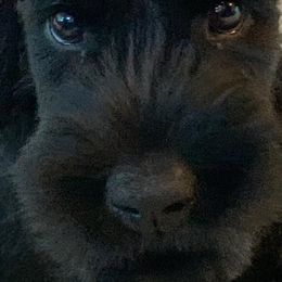 Giant Schnauzers from Hearthmore Giant Schnauzers
