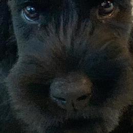 Giant Schnauzers from Hearthmore Giant Schnauzers