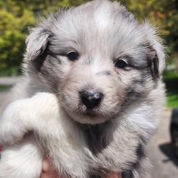 Sara - Blue merle and white female Shetland Sheepdog puppy in Weedsport, New York from M&M Shelties and Smooch-A-Bulls English Bulldogs