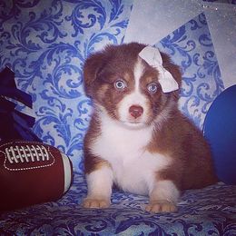 Australian Shepherd Puppies from Peacock’s Pride Australian Shepherds